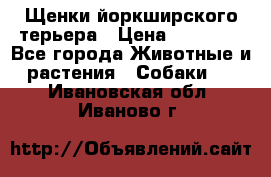 Щенки йоркширского терьера › Цена ­ 20 000 - Все города Животные и растения » Собаки   . Ивановская обл.,Иваново г.